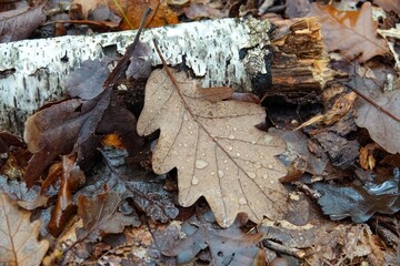 Gros plan sur des feuilles mortes et bois mort sur le sol en forêt