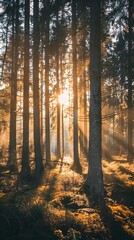 Obraz premium Sunlight Streaming Through Forest Trees, morning light
