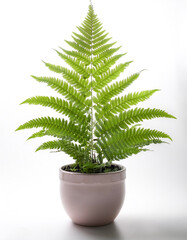 Fern Leaf in a pot isolated white background