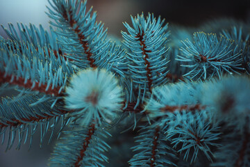 blue spruce