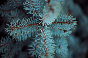 blue spruce