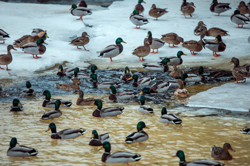 ducks on ice