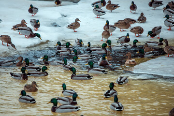ducks on ice