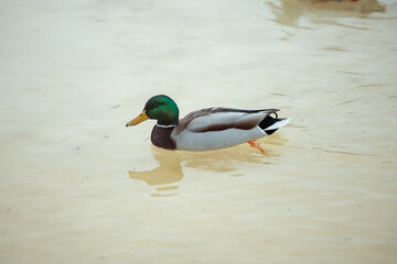 ducks on ice
