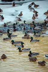 ducks on ice