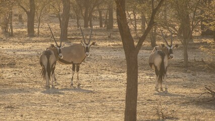 Oryx Antelope in The Wilderness of Namibia, Southern Africa