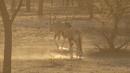 Oryx Antelope in The Wilderness of Namibia, Southern Africa
