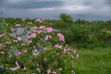 The brier medicinal plant in its natural environment. Pink scented flower scientifically called Rosa Canina queen of wild strawberries or rosehip