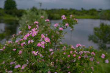 The brier medicinal plant in its natural environment. Pink scented flower scientifically called Rosa Canina queen of wild strawberries or rosehip