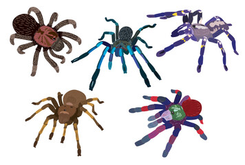 Exotic Tarantula Species in Vector Art