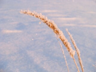 A dry blade of grass covered with frost in a winter field