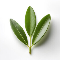 Obraz premium Olive Leaf isolated white background