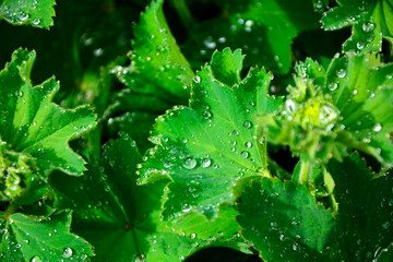 zielone liście przywrotnika pasterskiego z kroplami rosy, przywrotnik pasterski, Alchemilla monticola, alchemilla covered with the raindrops, hairy lady's mantle  © kateej