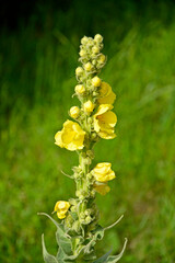 dzika dziewanna, żółta dziewanna, Verbascum, mullein