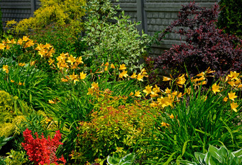 Fototapeta premium ogród, krzewy, byliny, trawnik, rabata kwiatowa, zielony, kolorowe, ozodbne, w ogrodzie, otoczony, słonecznie, wiosna, pieknie, kwiat, krajobraz, roślin, architektura zieleni, ogrodnictwo, beautiful g