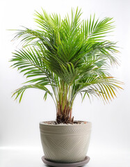 Obraz premium Palm in a pot isolated white background
