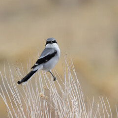 loggerhead shrike butcher bird