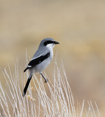 loggerhead shrike butcher bird