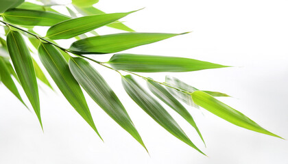 Obraz premium Bamboo Leaves floating or flying isolated white background