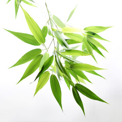 Fototapeta premium Bamboo Leaves floating or flying isolated white background