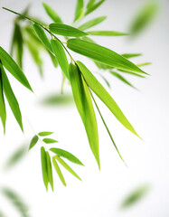 Fototapeta premium Bamboo Leaves floating or flying isolated white background