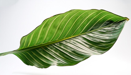 Fototapeta premium Calathea Leaves floating or flying isolated white background
