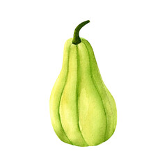Juicy green pumpkin, watercolor realistic botanical illustration, for prints, invitations, postcards dedicated to the autumn holidays Thanksgiving, Halloween, harvest festival, farmer's market