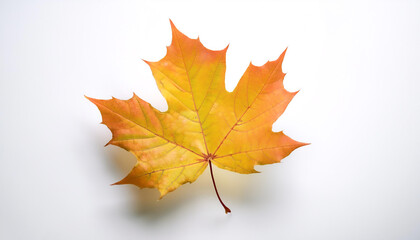Fototapeta premium Maple Leaf, Famous for its bright colors in autumn floating or flying isolated white background
