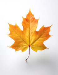 Fototapeta premium Maple Leaf, Famous for its bright colors in autumn floating or flying isolated white background