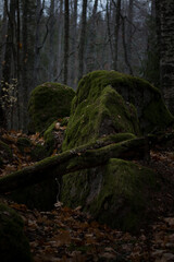 A mossy set of old stones and branches.