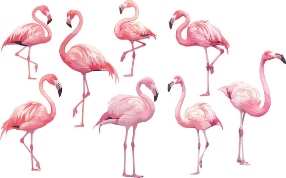flamingo watercolor clipart	
