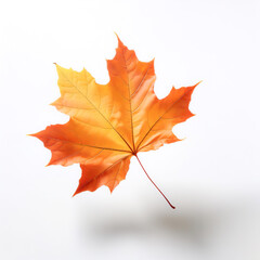 Fototapeta premium Maple Leaf, Famous for its bright colors in autumn floating or flying isolated white background
