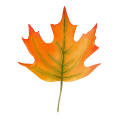 Fototapeta premium Tree yellow orange and red marple fall leave. Autumn foliage watercolor realistic botanical illustration, for prints, invitations, cards Thanksgiving, Halloween, harvest festival, farmer's market.
