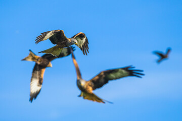 Red Kite, Milvus milvus, bird in flight