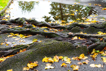 Roots of an old tree broke into pieces the road asphalt covered with fallen autumn leaves in a...