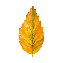 Tree yellow orange and red fall leaves. Autumn foliage watercolor realistic botanical illustration, for prints, invitations, cards Thanksgiving, Halloween, harvest festival, farmer's market.
