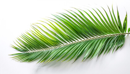 Obraz premium Palm Leaves, Gives a fresh tropical feel floating or flying isolated white background