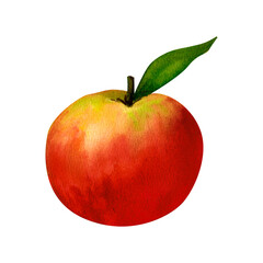Juicy red apple, watercolor realistic botanical illustration, for prints, invitations, postcards dedicated to the autumn holidays Thanksgiving, harvest festival, farmer's market, kitchen, menu