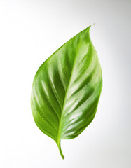 Pothos Leaf floating or flying isolated white background