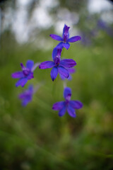 Consolida regalis, known as forking larkspur blooming in the green grass of the clearing. Blue purple wild flower of a rare beauty