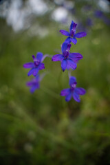 Consolida regalis, known as forking larkspur blooming in the green grass of the clearing. Blue purple wild flower of a rare beauty