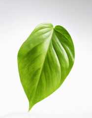 Obraz premium Pothos Leaf floating or flying isolated white background