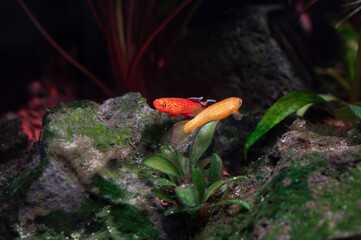 Proporczykowiec z Kap Lopez (Aphyosemion australe)