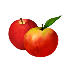 Juicy red apple, watercolor realistic botanical illustration, for prints, invitations, postcards dedicated to the autumn holidays Thanksgiving, harvest festival, farmer's market, kitchen, menu