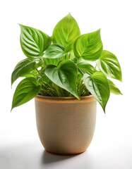 Obraz premium Pothos leaves in a pot isolated white background