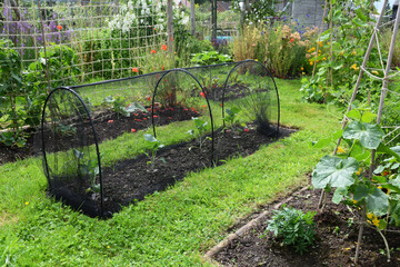 Broccoli plants growing in a lush vegetable garden