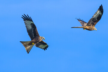 Red Kite, Milvus milvus, bird in flight