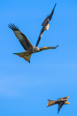 Red Kite, Milvus milvus, bird in flight