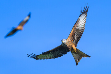 Red Kite, Milvus milvus, bird in flight