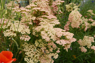 Pink and cream yarrow flowers - achillea millefolium